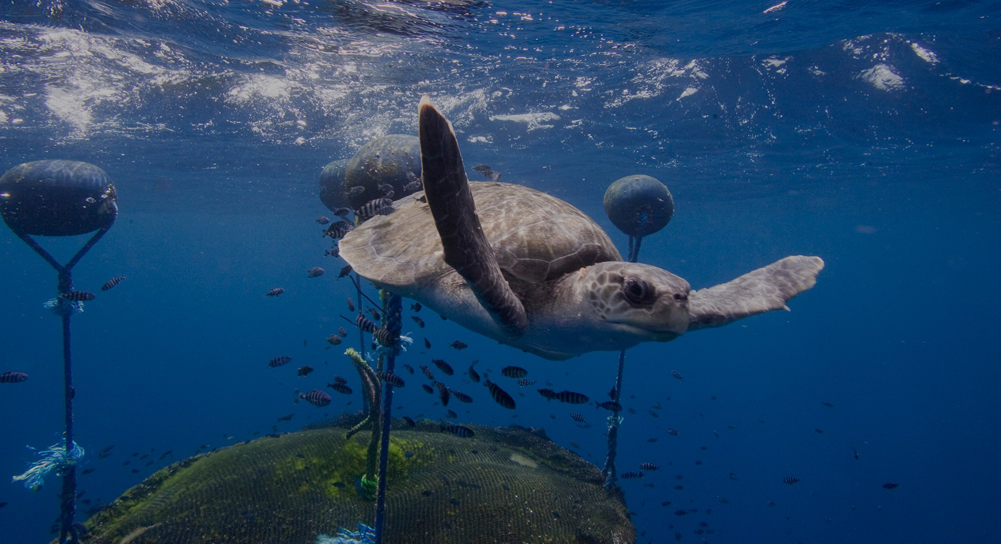 ocean-campaign-1 ocean-campaign-1